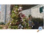 Apartmani Tomas Brela apartments Croatia