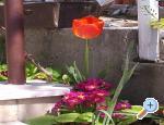 Ankica Apartmani apartments Croatia