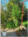 Apartmani Rosi apartments Croatia