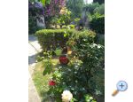 Apartm�ny Majica apartments Croatia