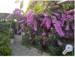Apartm�ny Majica apartments Croatia