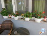 Appartmani Renata apartments Croatia
