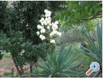 Apartmani Zvjezdana apartments Croatia