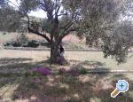 Apartmani Villa Banjka apartments Croatia