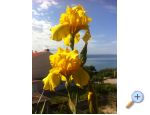 Podstrana - Apartmani Sara Car apartments Croatia