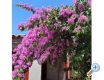 Apartm�ny Kero apartments Croatia