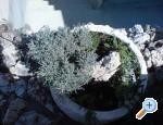 Apartman Monika apartments Croatia