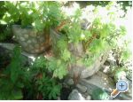 Apartmani Bakoviĉ apartments Croatia