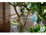 Villa Tereza apartments Croatia