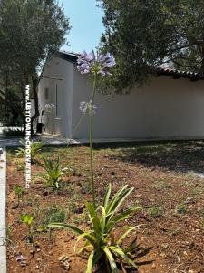 Primorje Biograd Chorvatsko